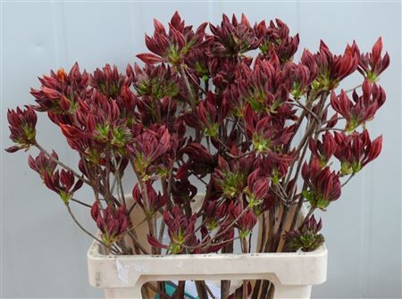 Rhodo ( Azalea ) Dark Orange 60cm P Stem