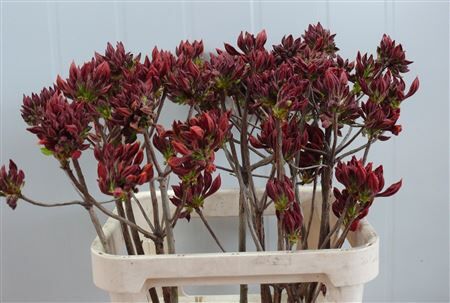 Rhodo ( Azalea ) Dark Orange 80cm P Stem