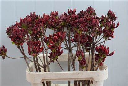 Rhodo ( Azalea ) Dark Orange 80cm P Stem