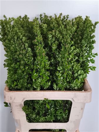 Spiraea Nip Snowmound