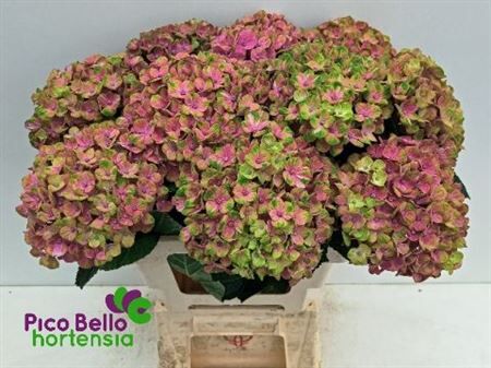 Hydr M Mag Coral Rose Groen