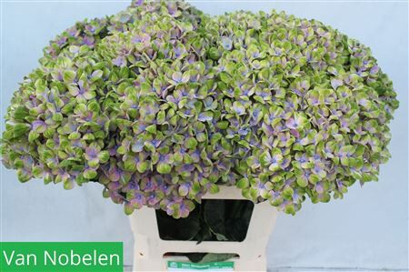 Hydr M Mag Coral Milka Groen