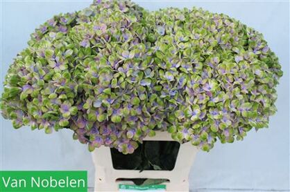 Hydr M Mag Coral Milka Groen