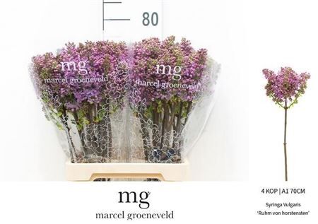 Syr V R V Horstenstein