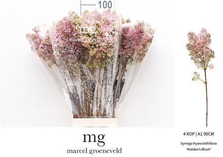 Syr Hy Maidens Blush