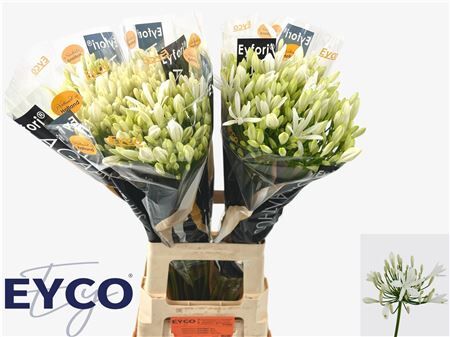 Agap Eyfori White