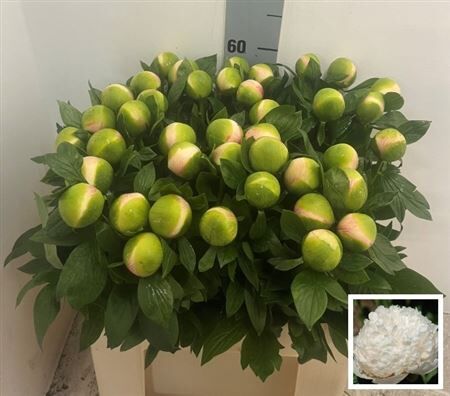 Paeo Col Owen Cousin