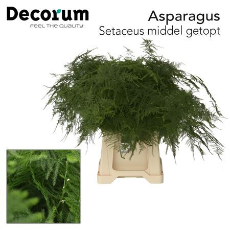 Asp Set Midel Getopt