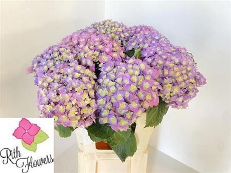 Hydr M Royal Majestic Bl