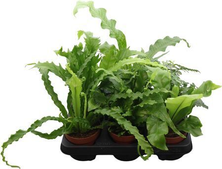 Asplenium Gemengd