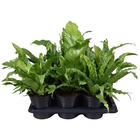 Asplenium Gemengd
