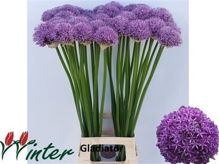 Allium Gladiator