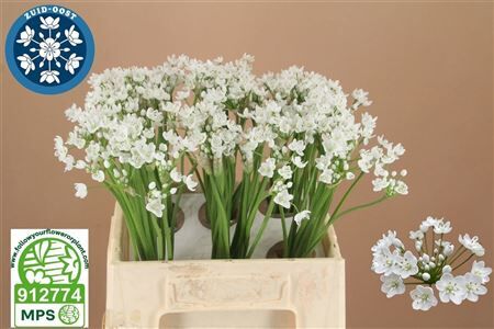 Allium Flocon