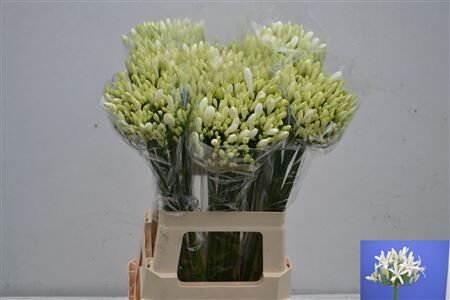 Agap Eyfori White