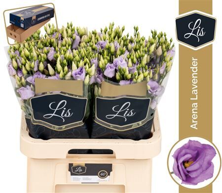 Eus G Arena Lavender