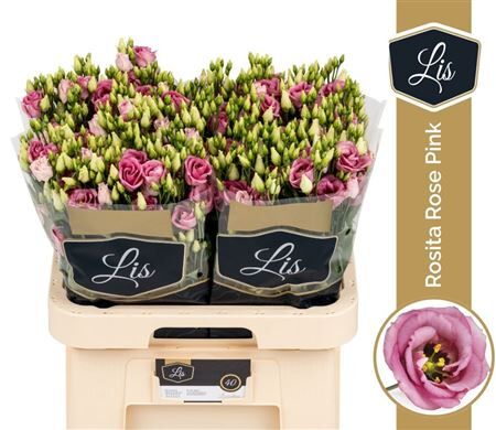 Eus G Rosita Rose Pink