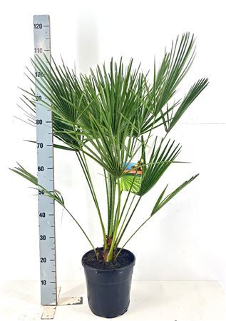 Chamaerops Humilis