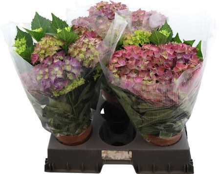 Hydr M High Ocean Violet 9+