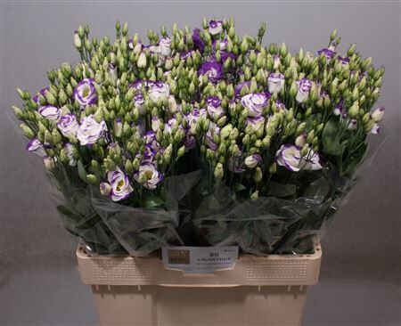 Eus G Rosita Blue Picotee