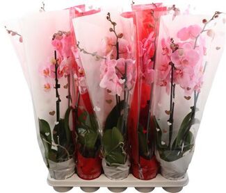 Phal Royal Pink 2 Tak