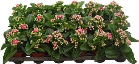 Kalan Mini Gev 2kl Roze - Wit