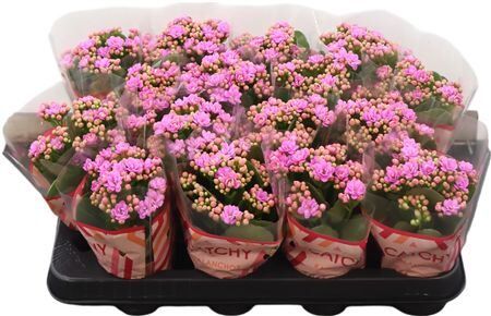 Kalan Mini Gev Roze