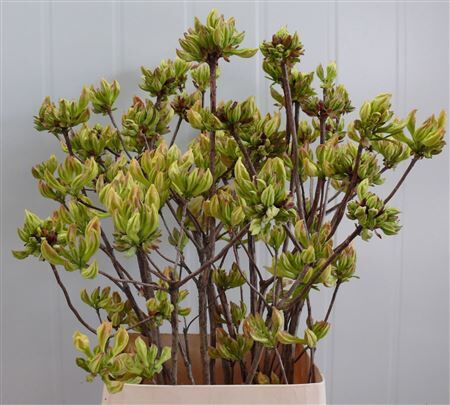 Rhodo ( Azalea ) Lemon 100cm P Stem