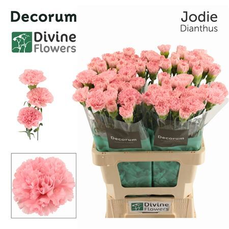 Di St Nl Jodie