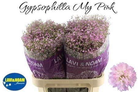 Gyps Pa Pink
