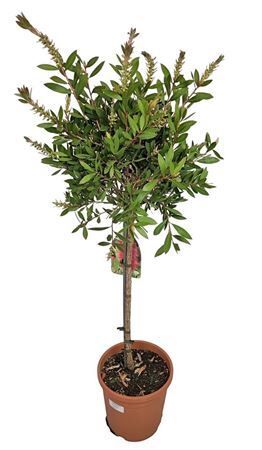 Callistemon Laevis Stam