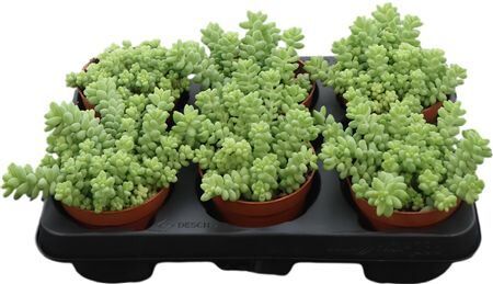 Sedum Burrito
