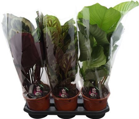 Calathea Gemengd