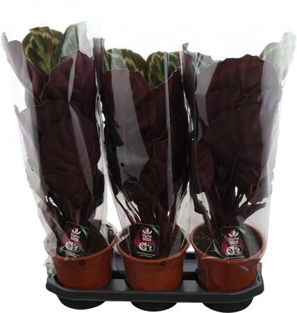 Calathea Medaillon