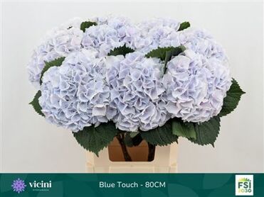 Hydr M My Beautiful Blue Touch