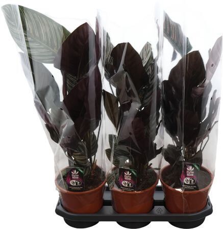 Calathea Ornata