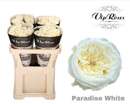 R Bu Paradise White
