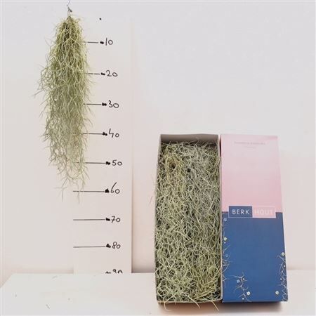 Till Usneoides