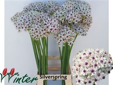 Allium Silverspring