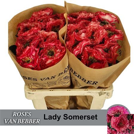 R Bu Lady Somerset
