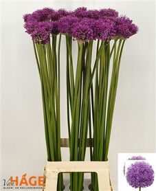 Allium Gladiator