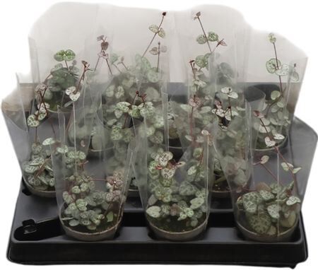 Ceropegia Woodii
