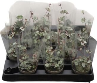 Ceropegia Woodii