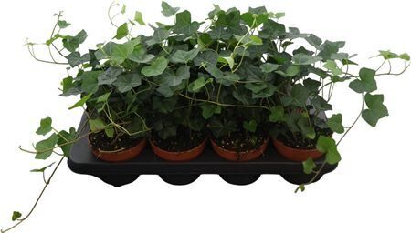 Hedera Hibernica