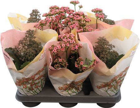Kalanchoe Gemengd Wildflower