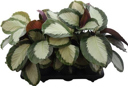 Calathea Royal Standard