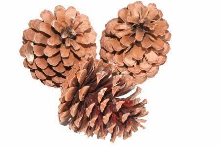 Pinecone Maritima 100pcs L10 Natural