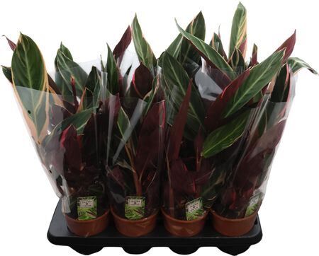 Calathea Triostar