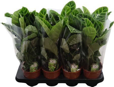 Calathea Zebrina