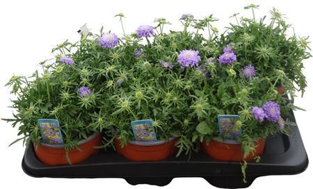 Scabiosa Japonica