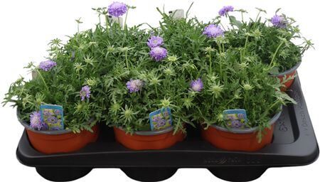 Scabiosa Japonica